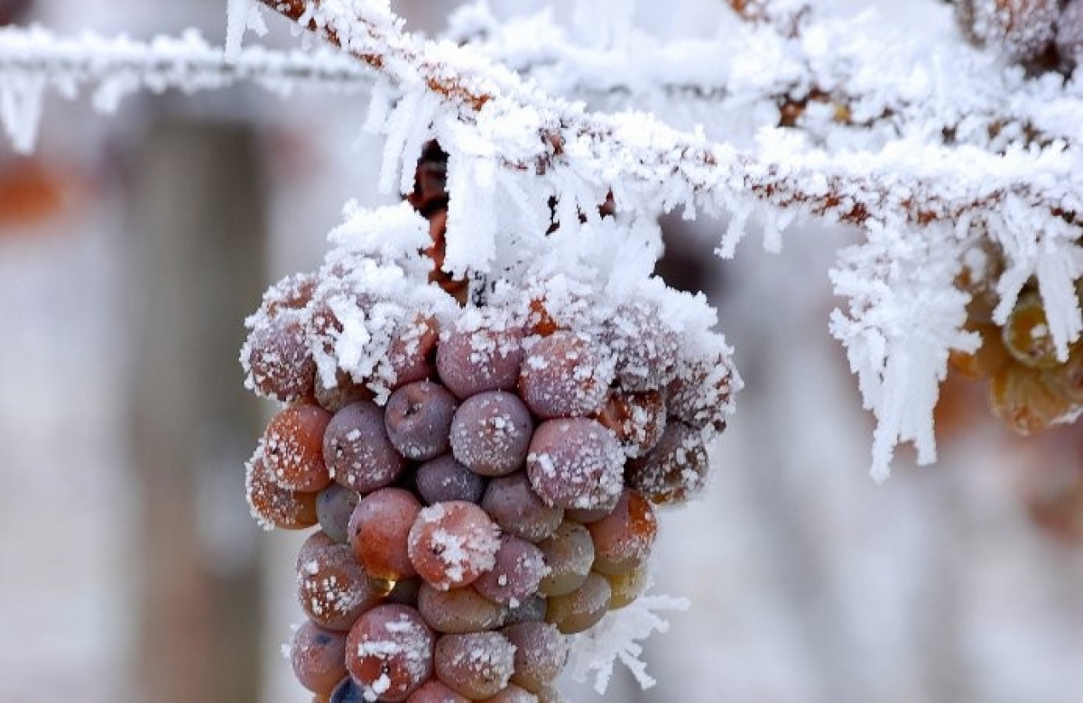 El placer del Vino de Hielo