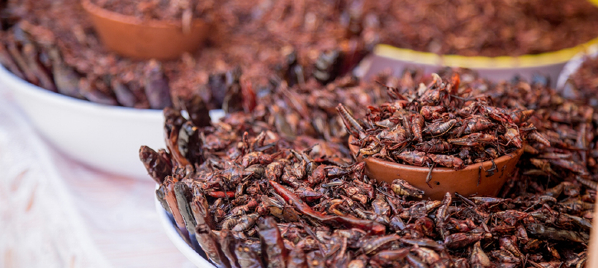 Delicias morelenses: tacos de chapulines al mojo de ajo (RECETA)