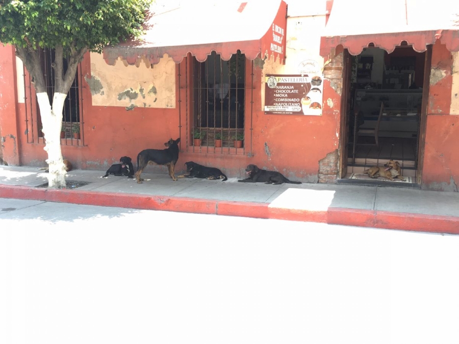 Controlado, el brote de rickettsiosis en Cuautla