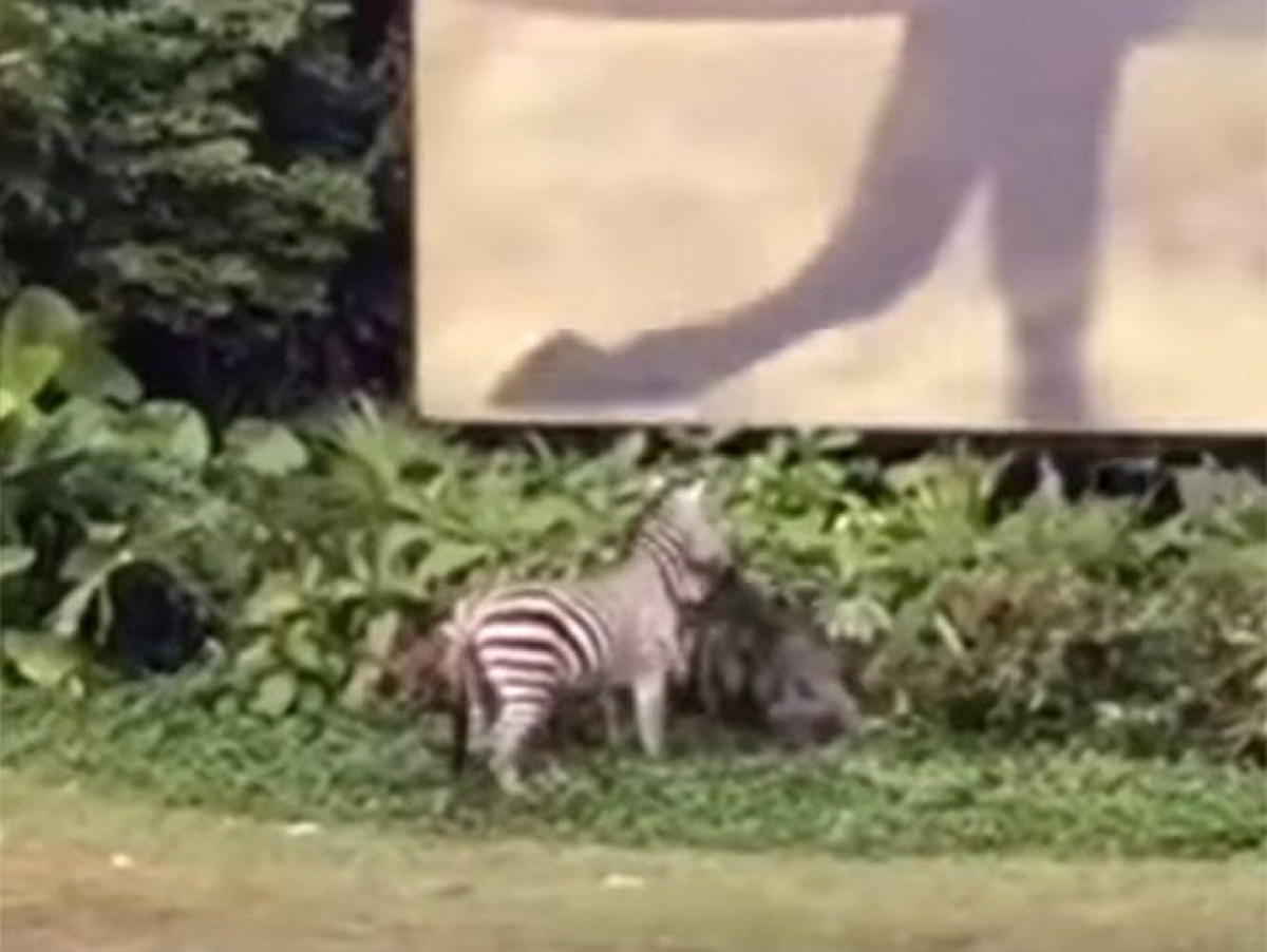 Zebra ataca a trabajador de zoológico en Hong Kong