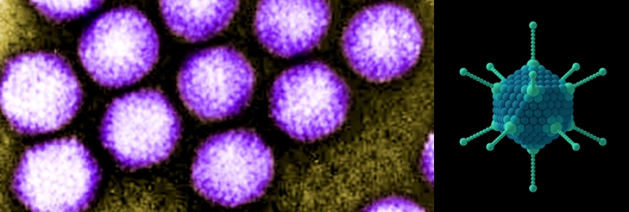 De nombres y virus