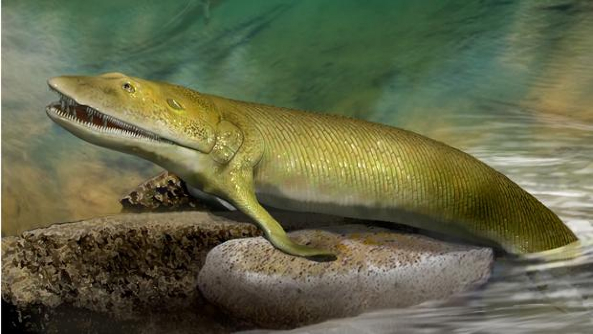 Un pez con cinco «dedos», el origen de la mano humana