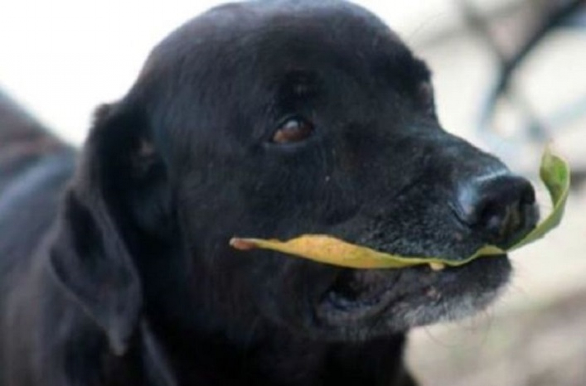 ‘Negro’, el perro de la calle que ‘compra’ galletas con hojas de árbol (VIDEO)