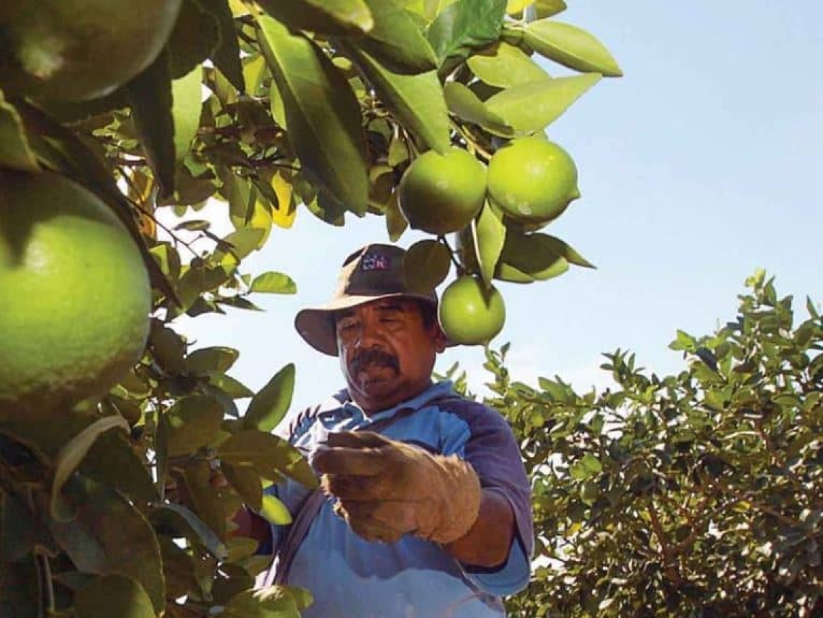 Crimen encarece precio del limón; productores michoacanos se quejan