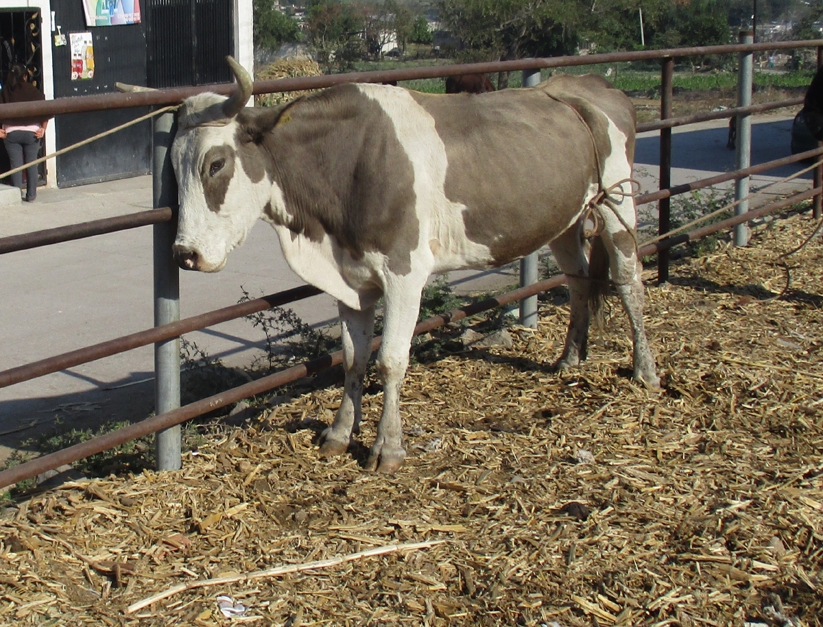 Se aplicarán cinco mil pruebas para detectar brucella y tuberculosis en ganado de Ayala