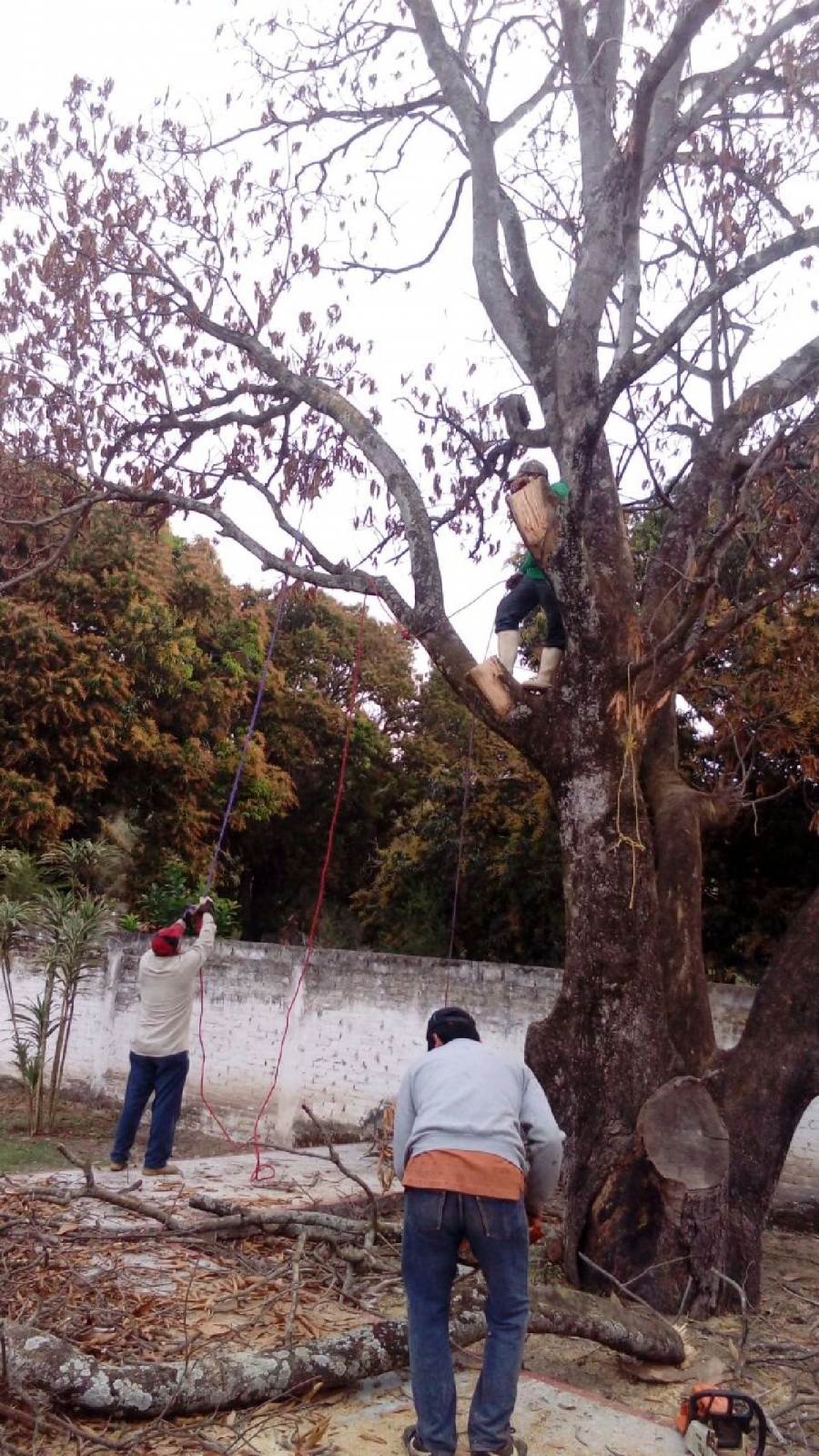 Inician retiro de árbol de un jardín de niños de Coatlán del Río por riesgo de caída