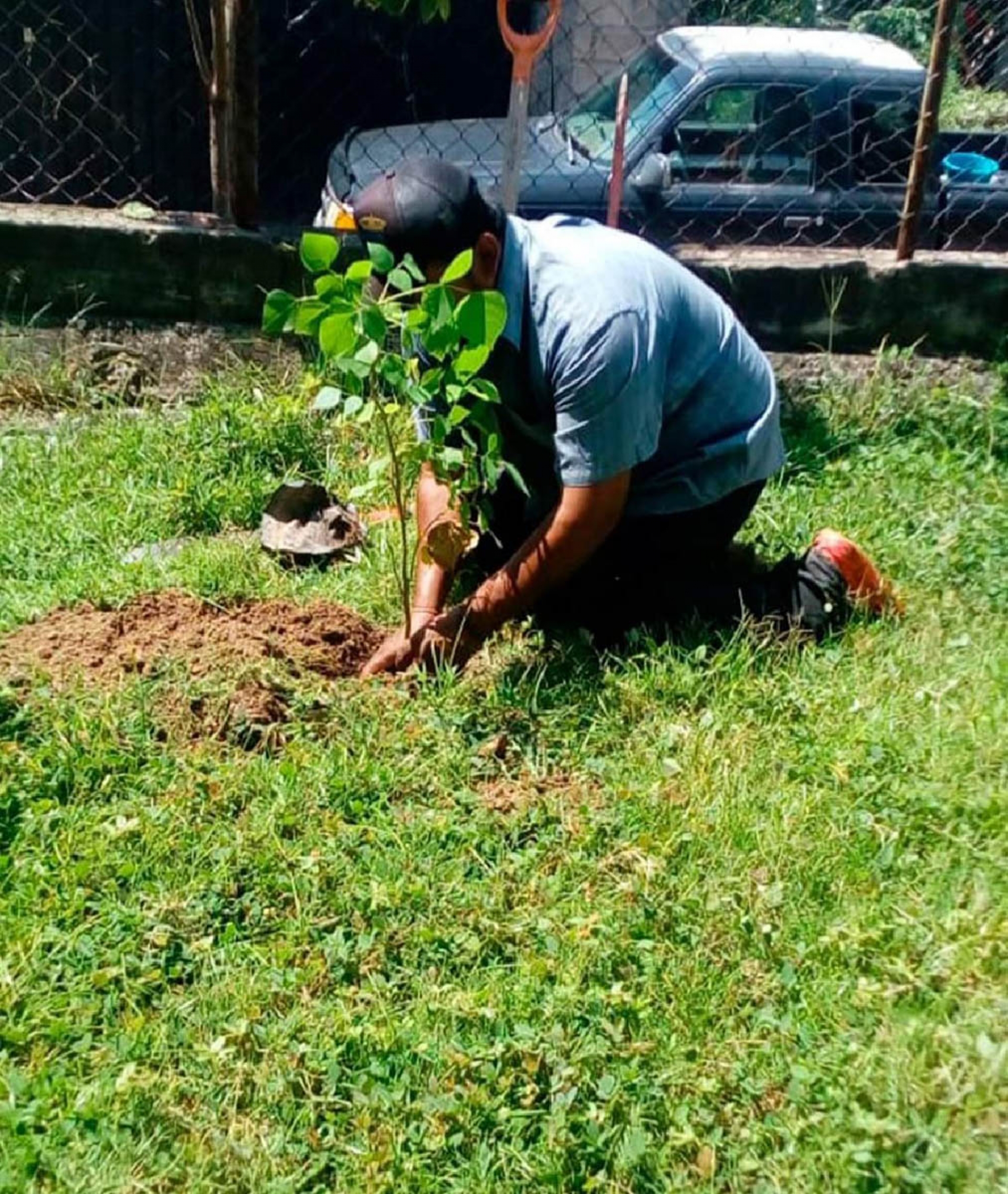 Plantan árboles en parajes de Amacuzac