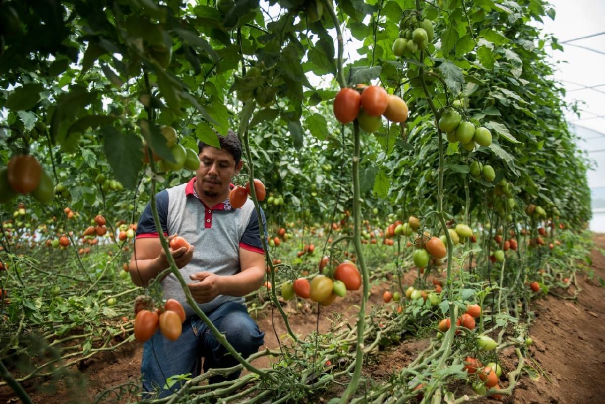 Se queja UNTA de que campesinos deben cuidar sus cultivos