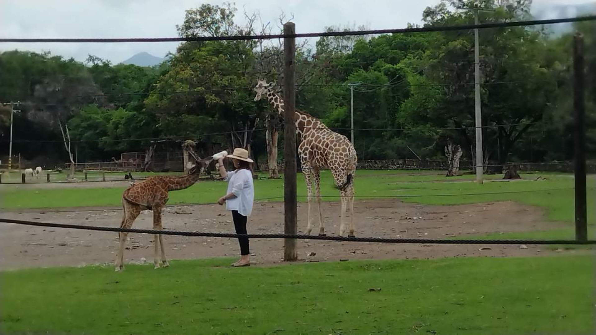 Jirafita nacida en Zoofari espera nombre