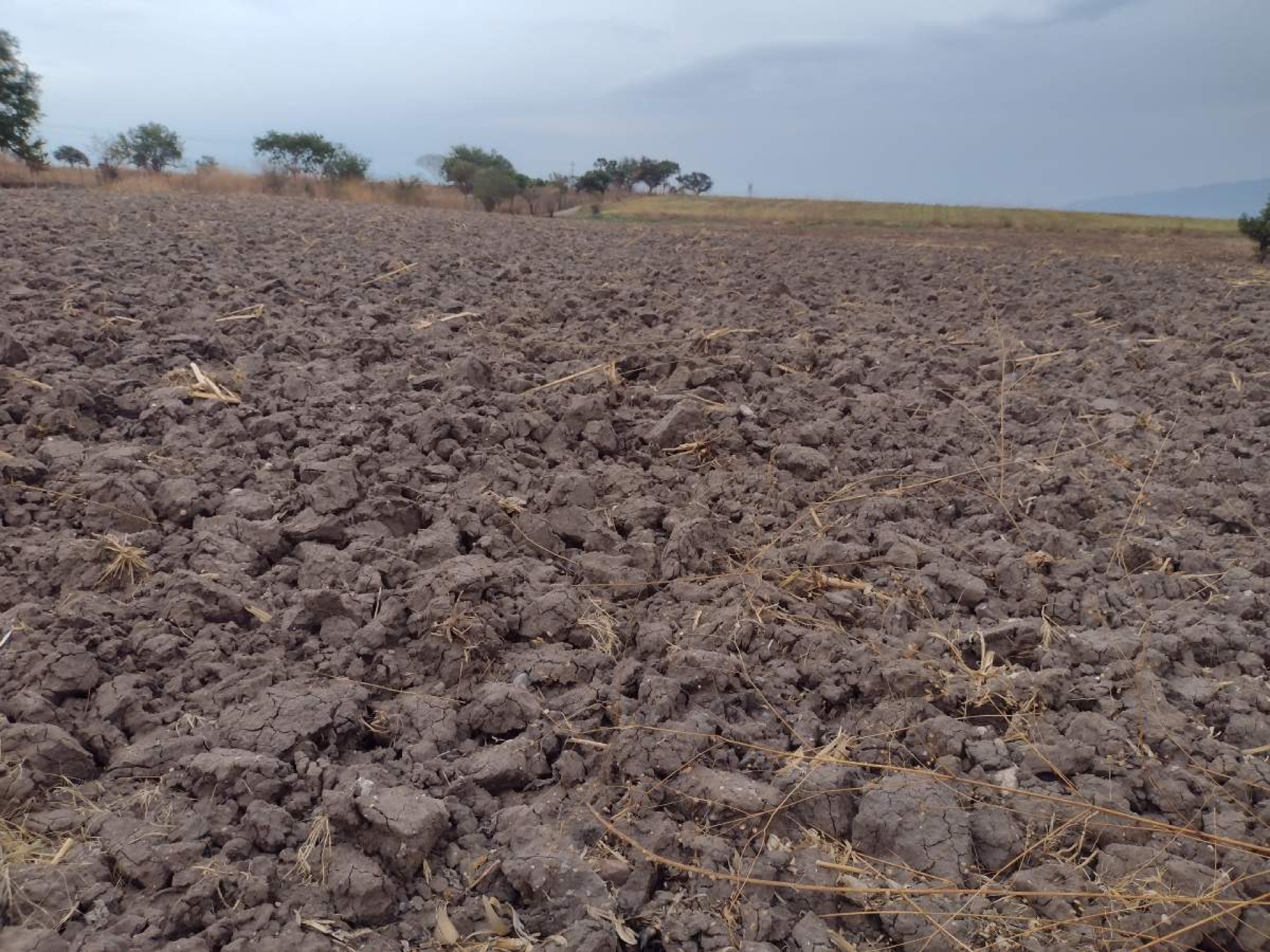 Por escasez de agua, el campo ixtleco enfrenta una severa crisis