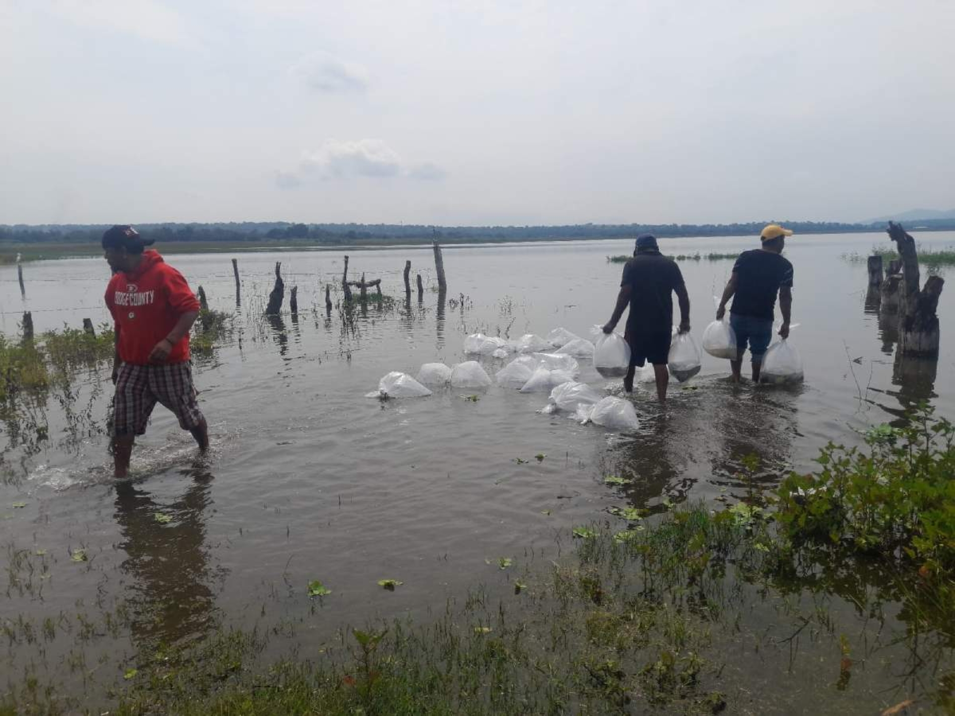 Siembran 50 mil crías de tilapia en la laguna de Coatetelco