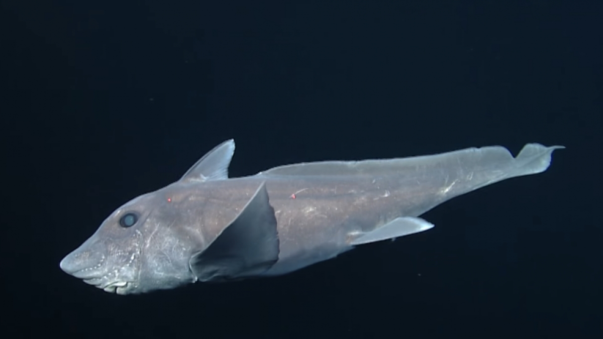 Por primera vez logran grabar al escurridizo tiburón fantasma