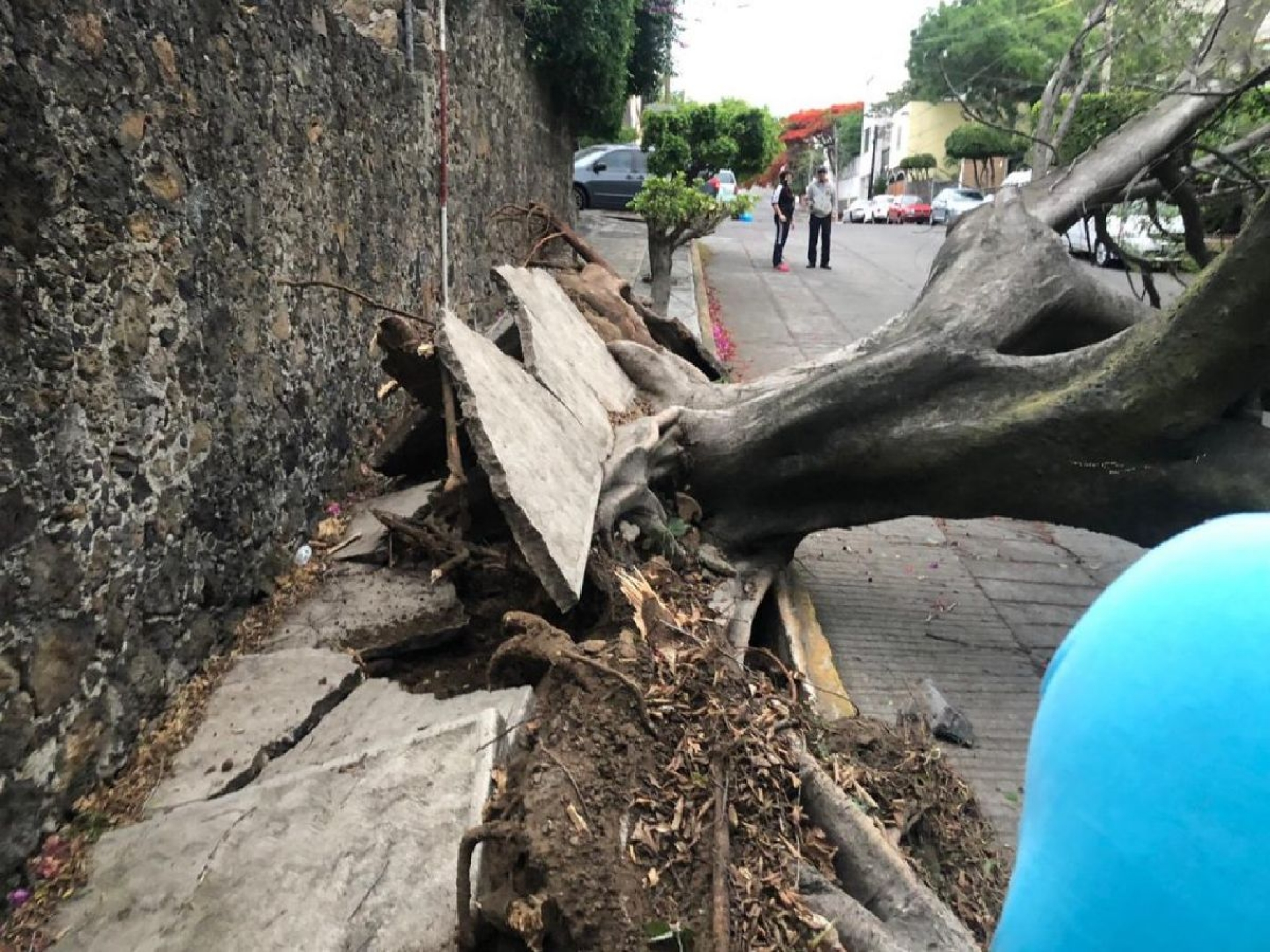 Colapsan árboles a causa de fuertes vientos en Cuernavaca