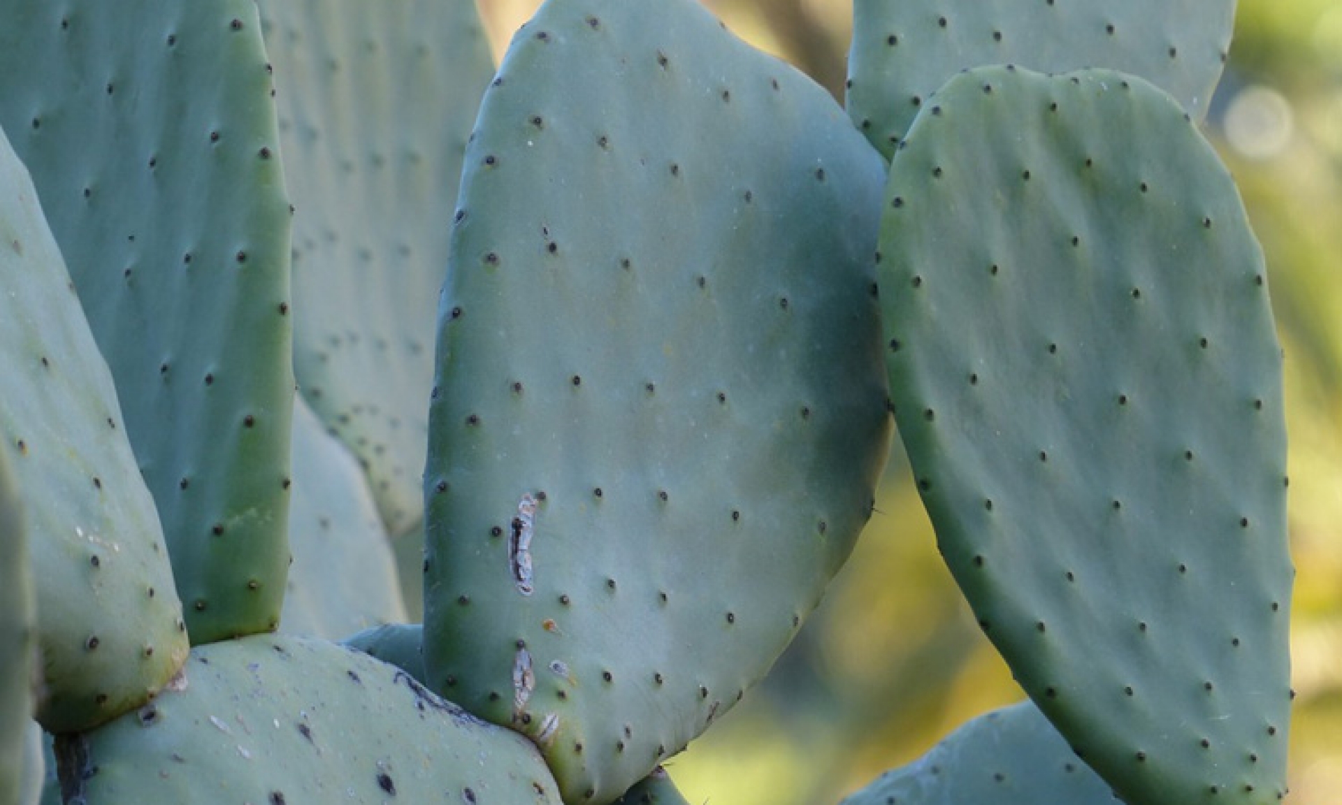 Baba del nopal sirve como humectante y para la gastritis: UNAM