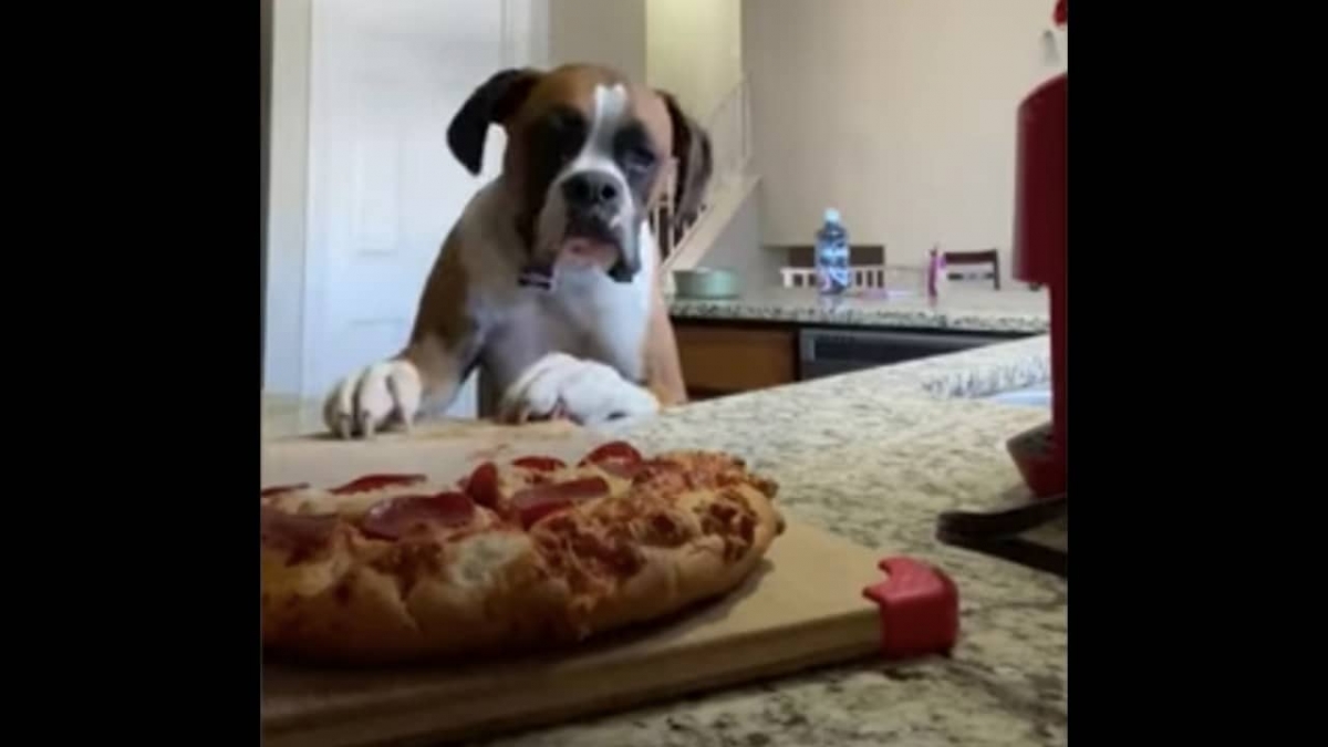 Perro se hace viral por intentar robar una pizza