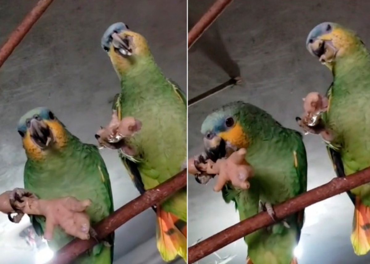 ¡Expandiendo el menú! Captan a loros comiendo patas de pollo