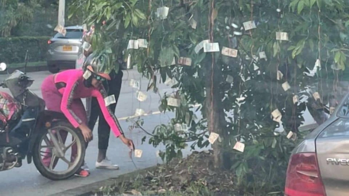 ¡Es Real! El dinero crece en los arboles