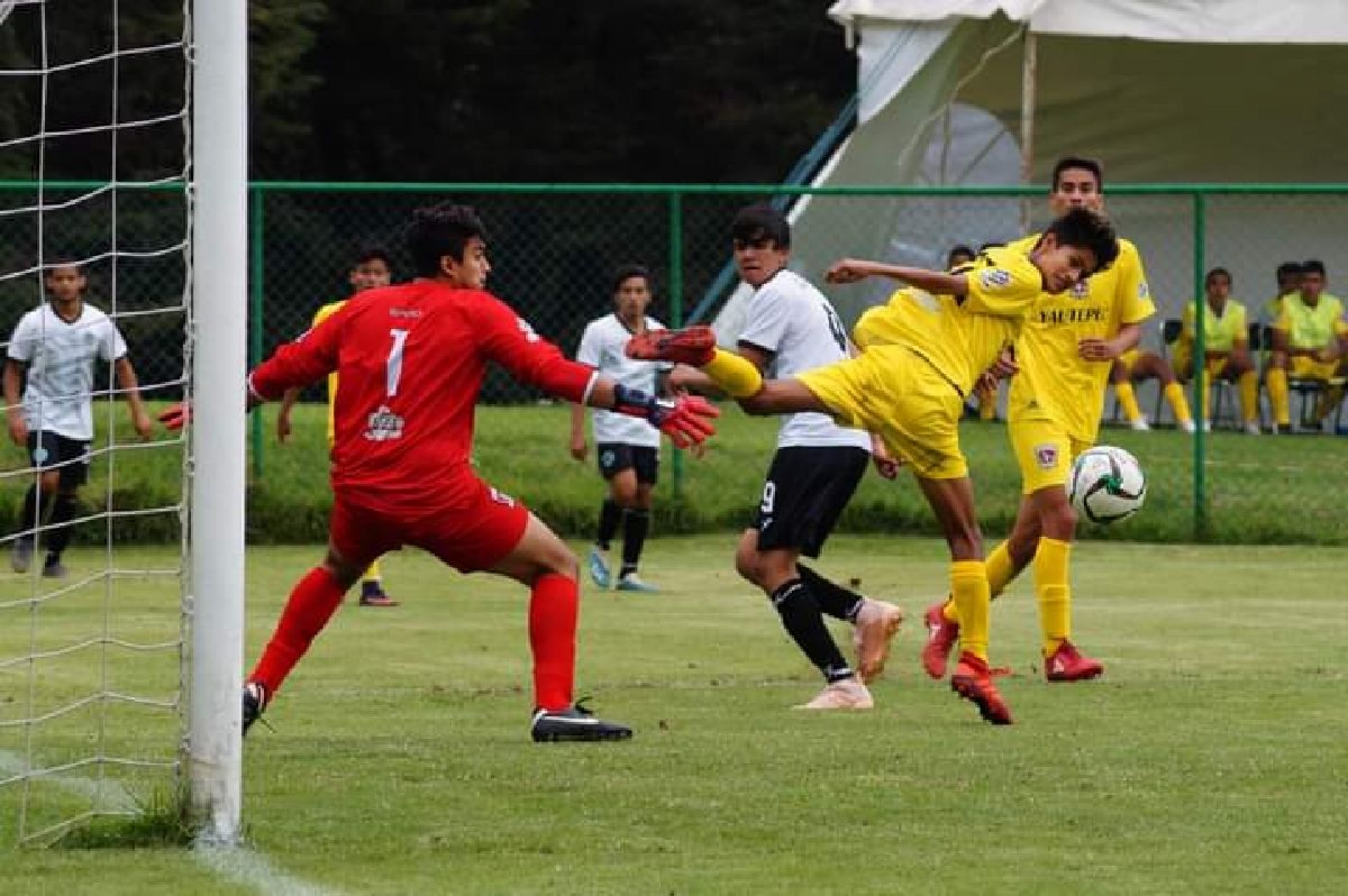 Tigres Yautepec, líder e invicto
