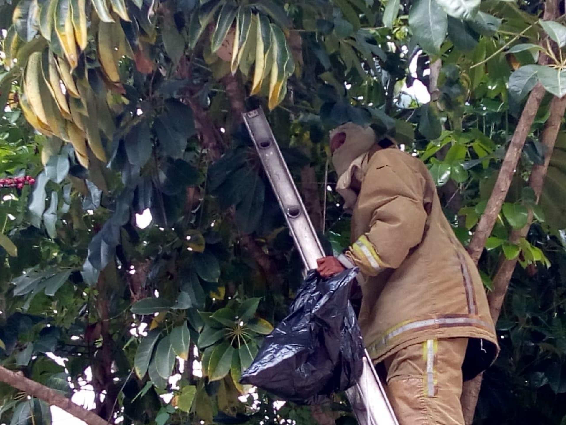 Atiende PC Cuernavaca más de 50 casos relacionados con enjambres de abejas