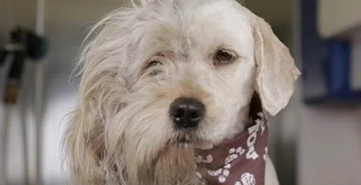 Afeitó a un perrito callejero y su CAMBIO te sacará una lágrima!