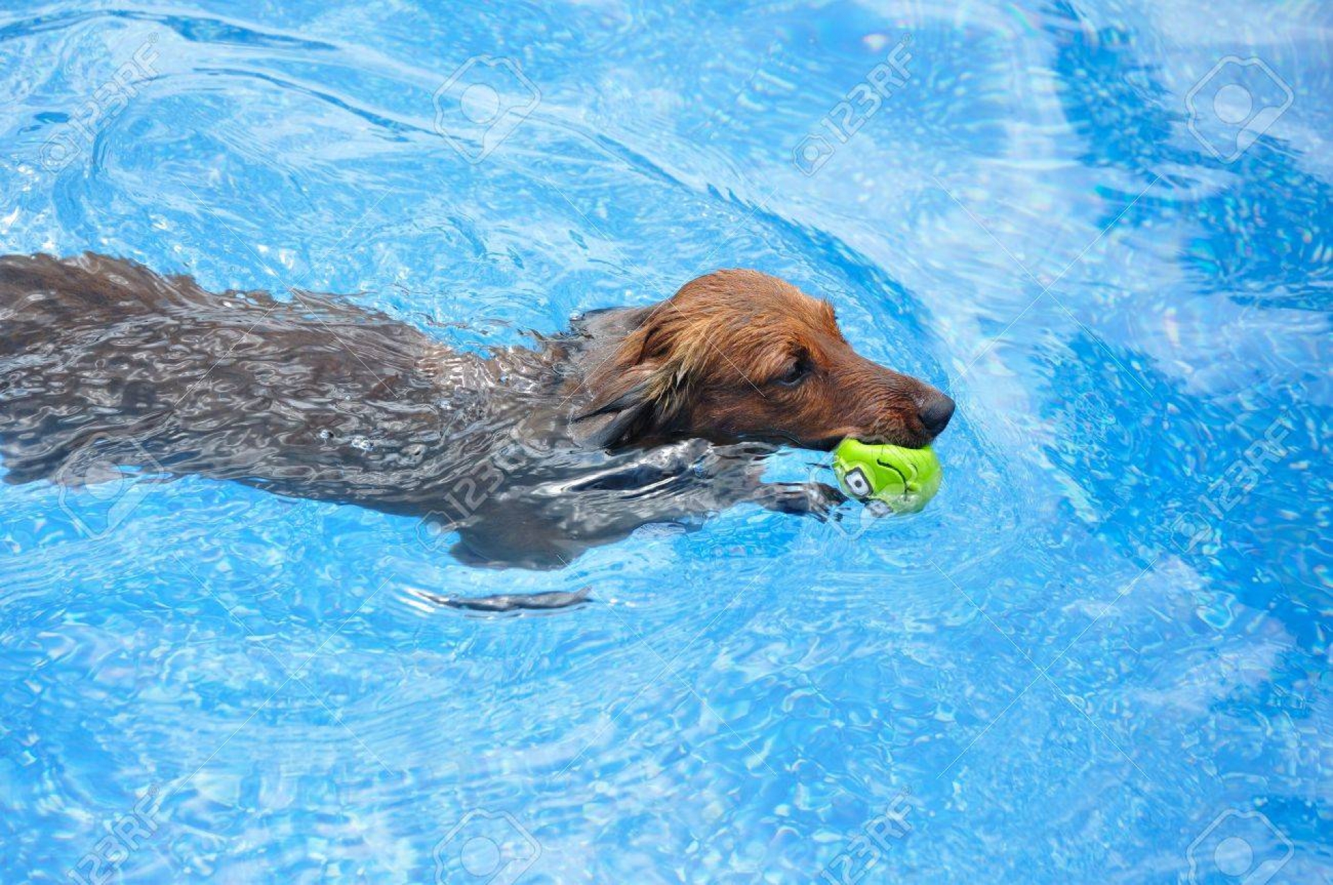 ¡Salven al perro!