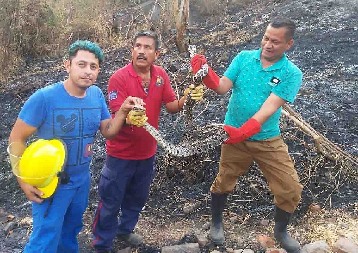 Causa pánico serpiente en la UH “10 de abril”