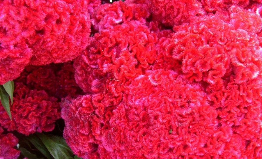 Terciopelo