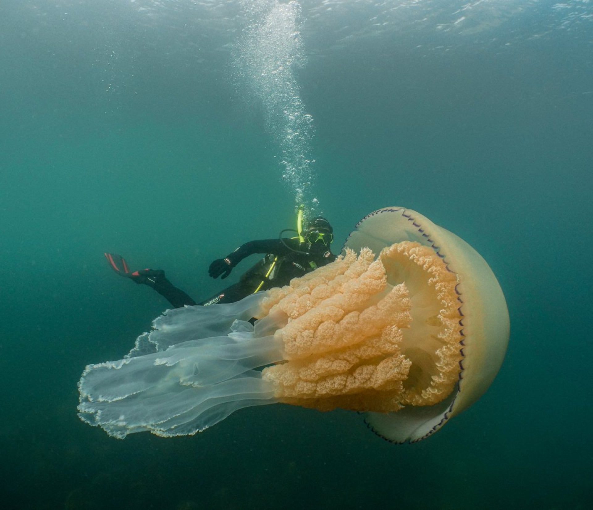 VIDEO: Mira esta impresionante aguamala gigante