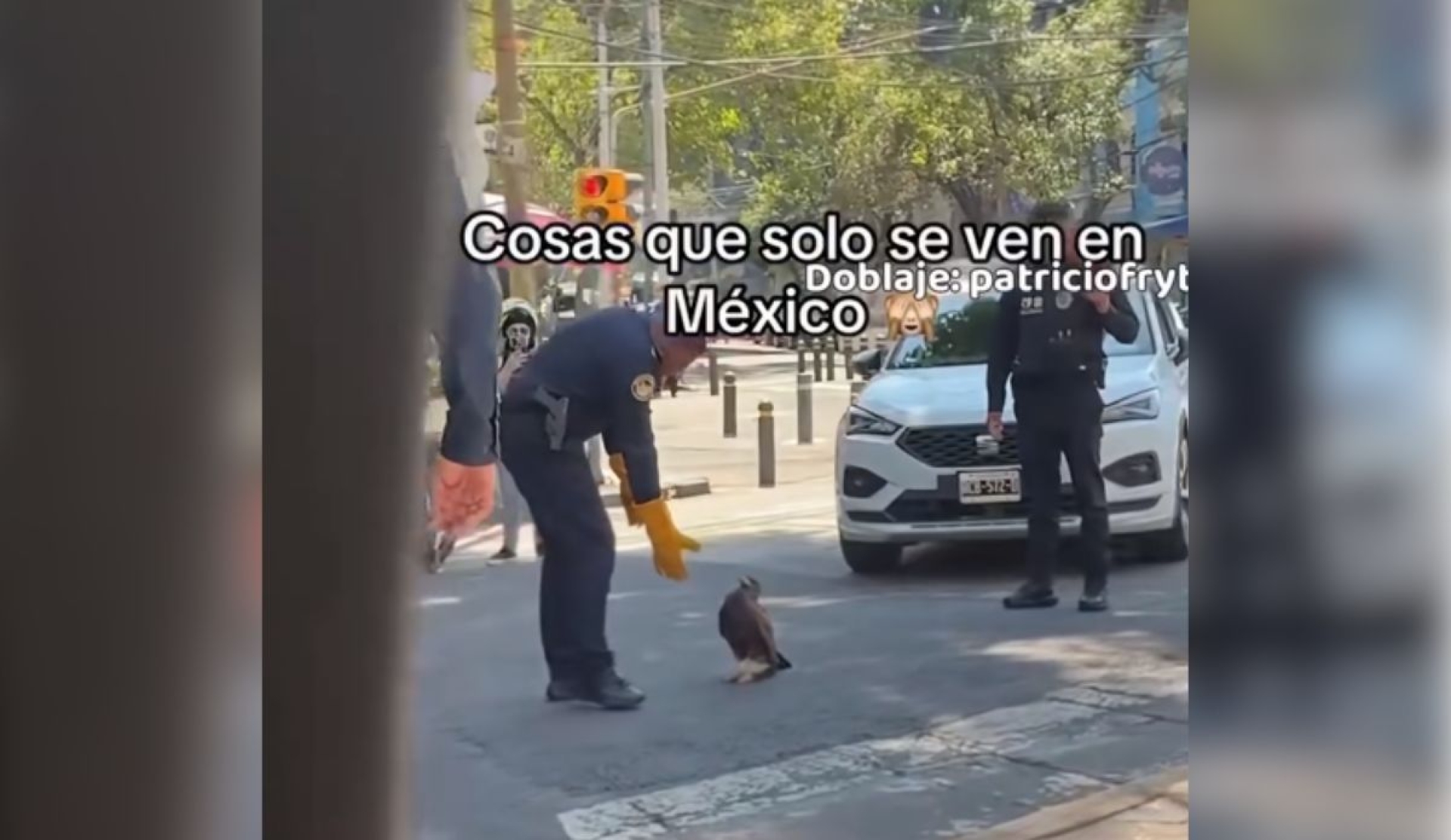 Policías intentan atrapar a águila en plena avenida de la Ciudad de México