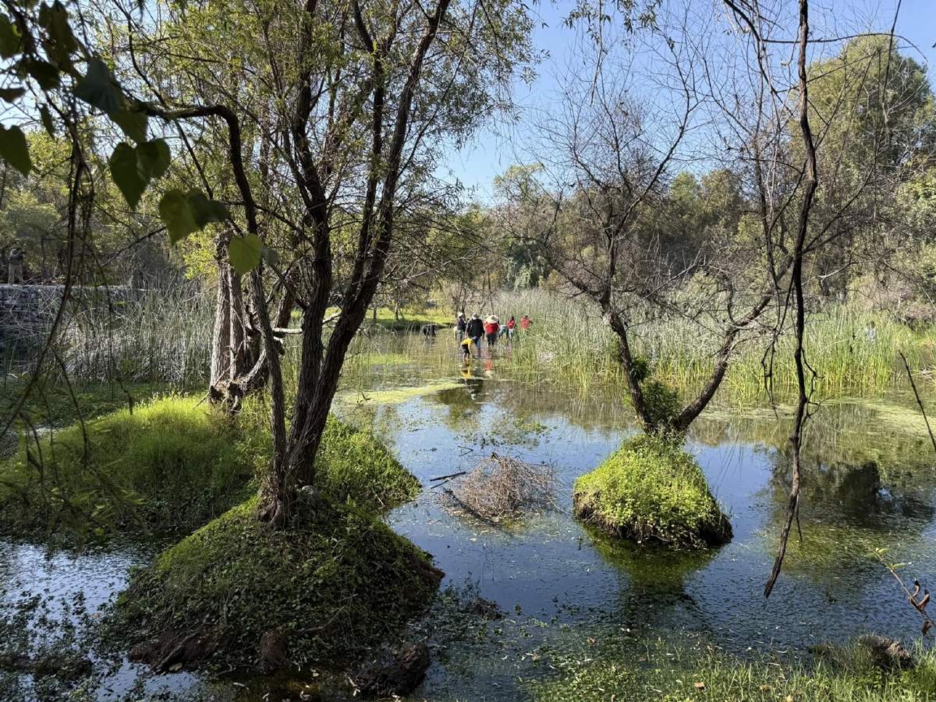 Promueven amparo contra destrucción de áreas naturales protegidas