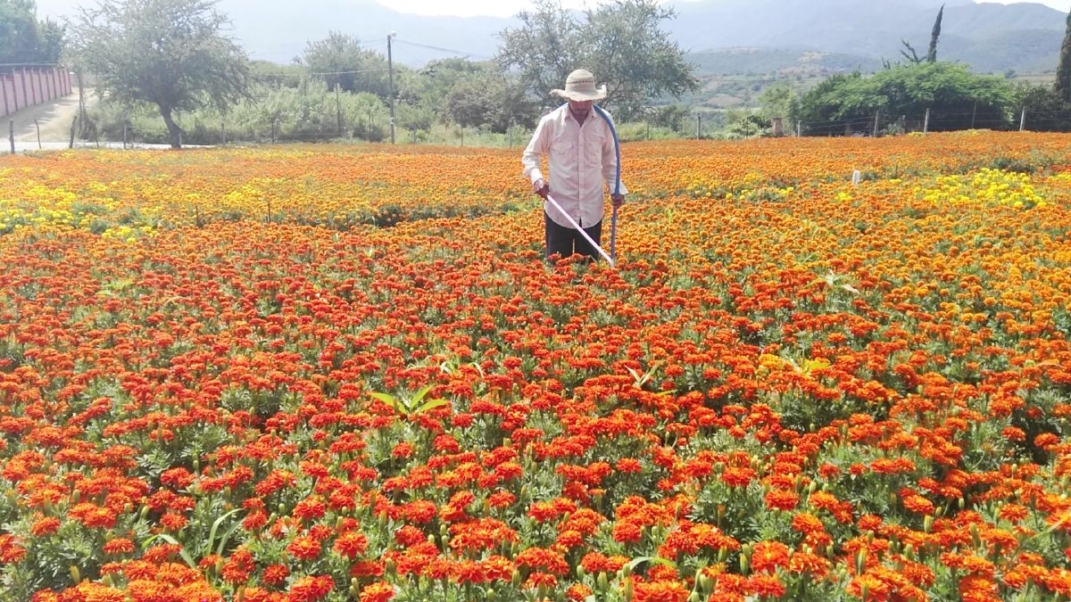 Morelos, tierra benévola para cultivo de cempasúchil: productor