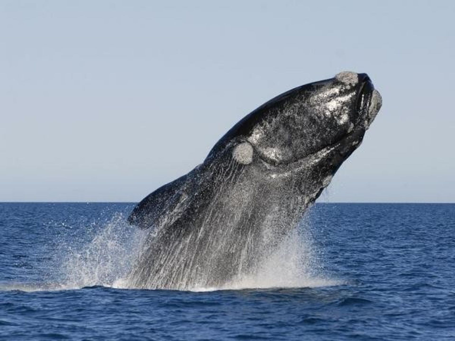 Estudio revela que algunas ballenas pueden vivir más de 100 años