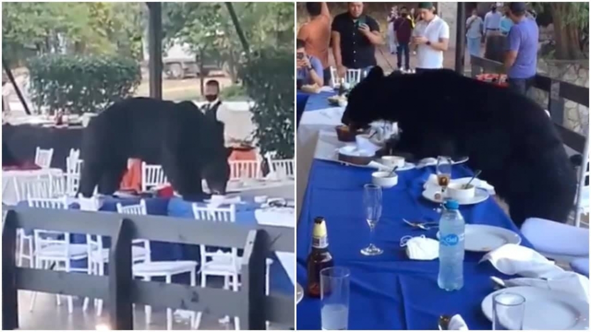 Oso aparece durante un banquete y se se sienta a comer