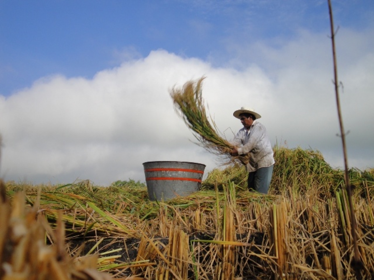 Piden a agricultores contratar seguros por contingencias