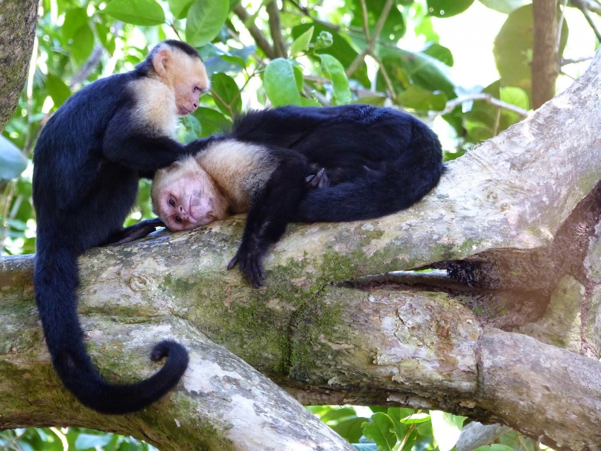 VIDEO: Monos panameños dan signos de iniciar su propia Edad de Piedra