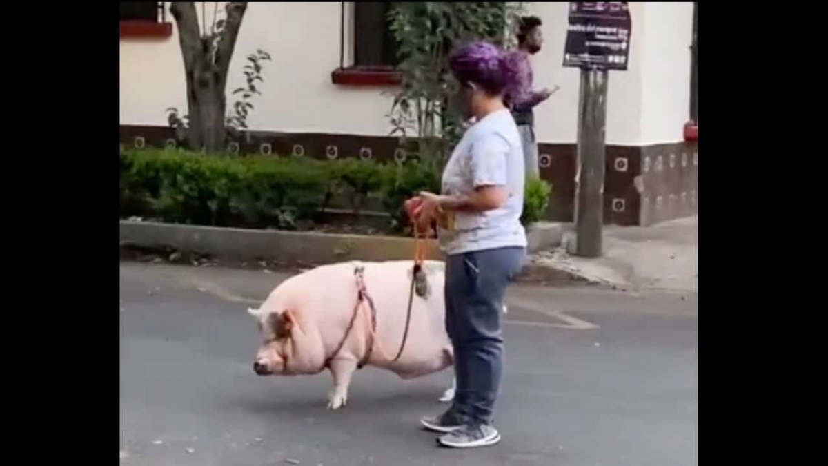 Pasean a un cerdo en calles de la CDMX como si fuera un perro