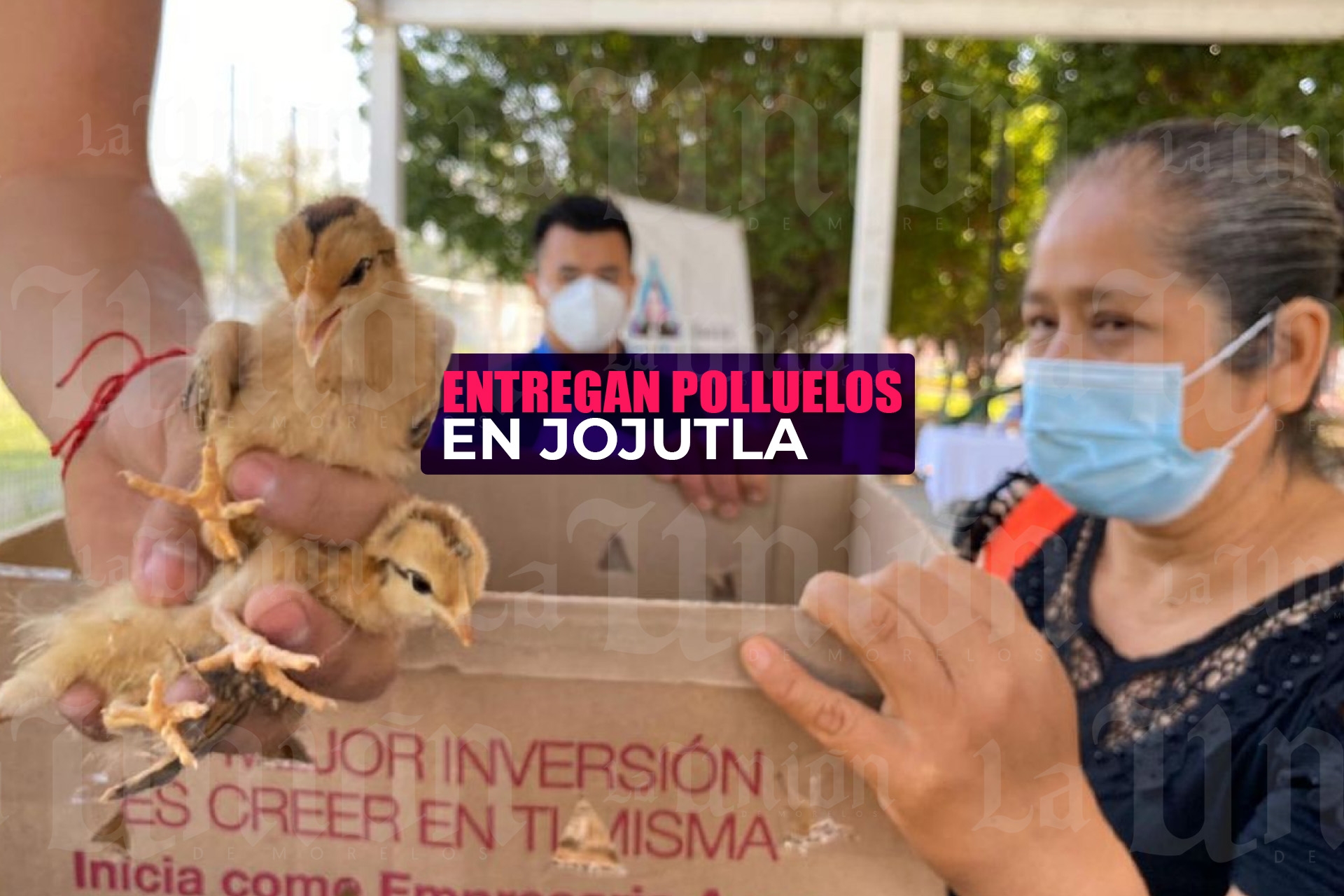 Entregan paquetes de polluelos de postura en Jojutla