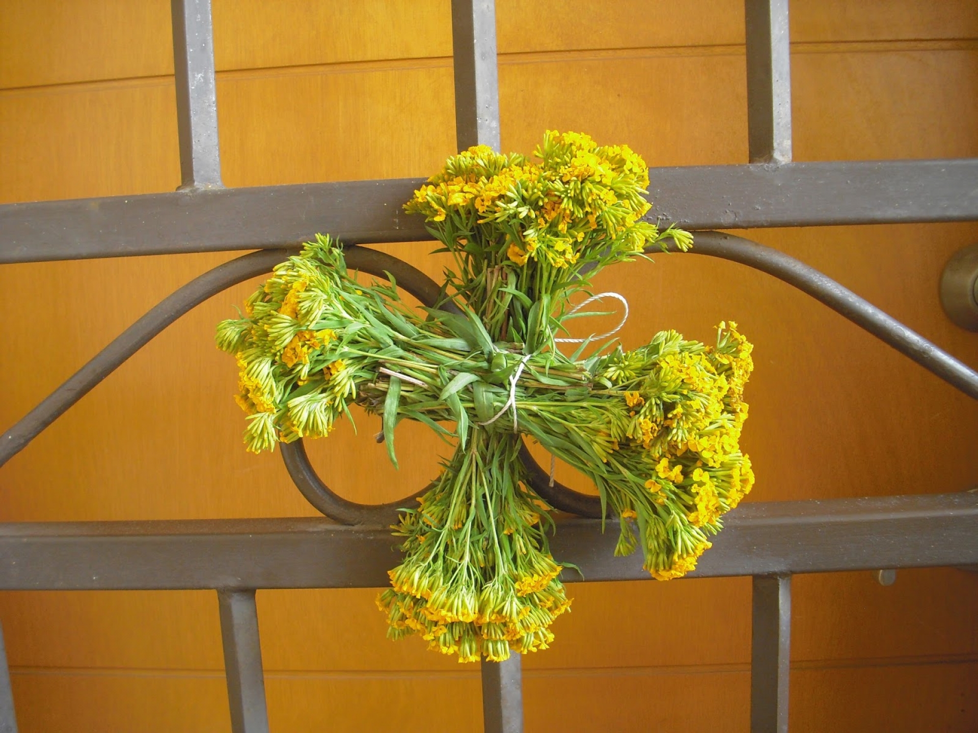 Cumplen con tradición de colocar flor de pericón