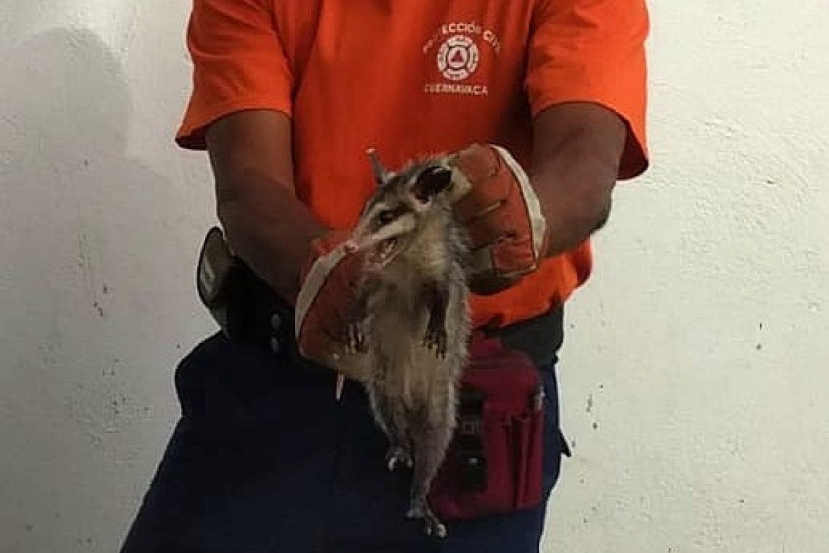 Atendió PC Cuernavaca diversos llamados de auxilio
