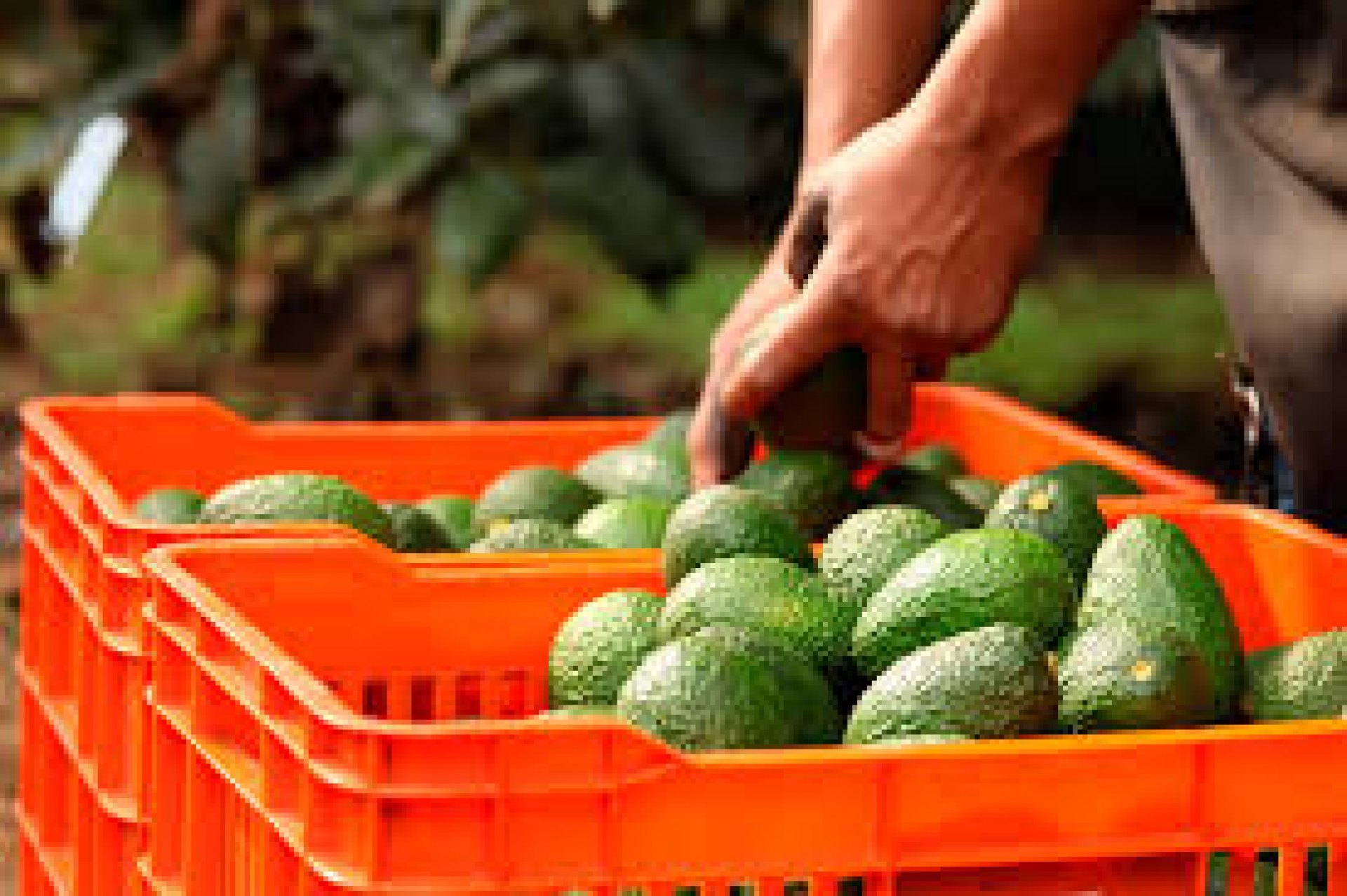 Aguacateros piden su crédito completo