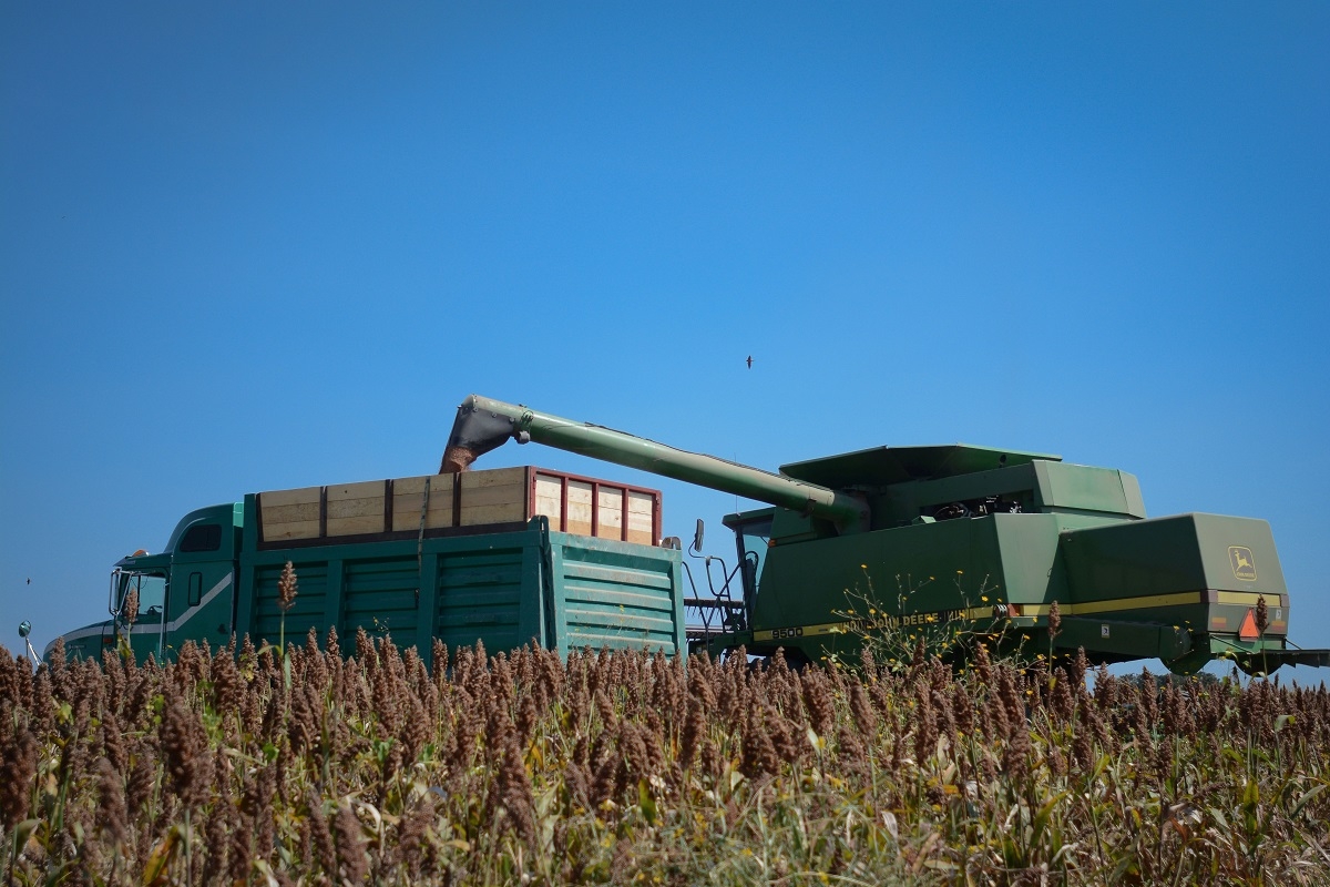 Se incrementó en un 68% la producción de sorgo en Morelos
