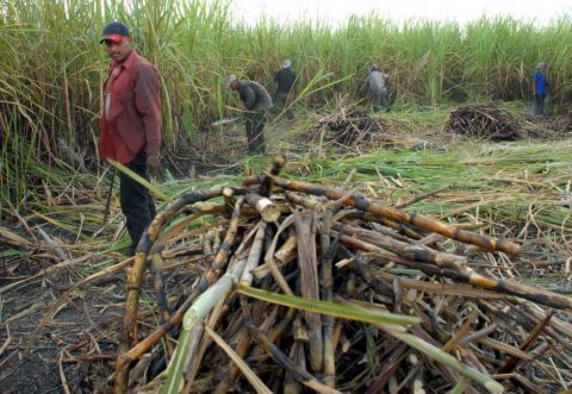 Bloqueo a producción azucarera