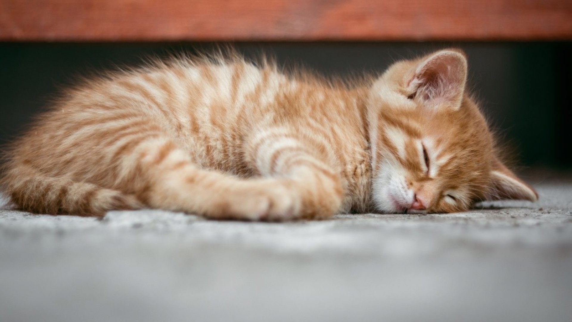 Gatito da positivo a Coronavirus y Corea evalúa vacunar también a las mascotas