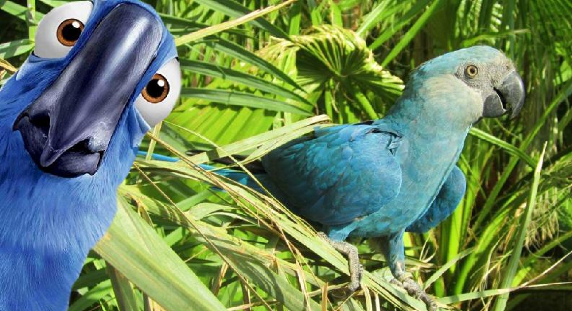 El guacamayo de la película 'Río' se extinguió y se nos rompe el corazón