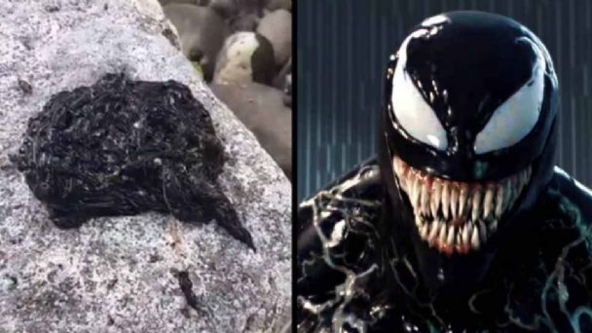 Encuentran extraña criatura; usuarios aseguran que es un ‘simbionte’ (VIDEO)