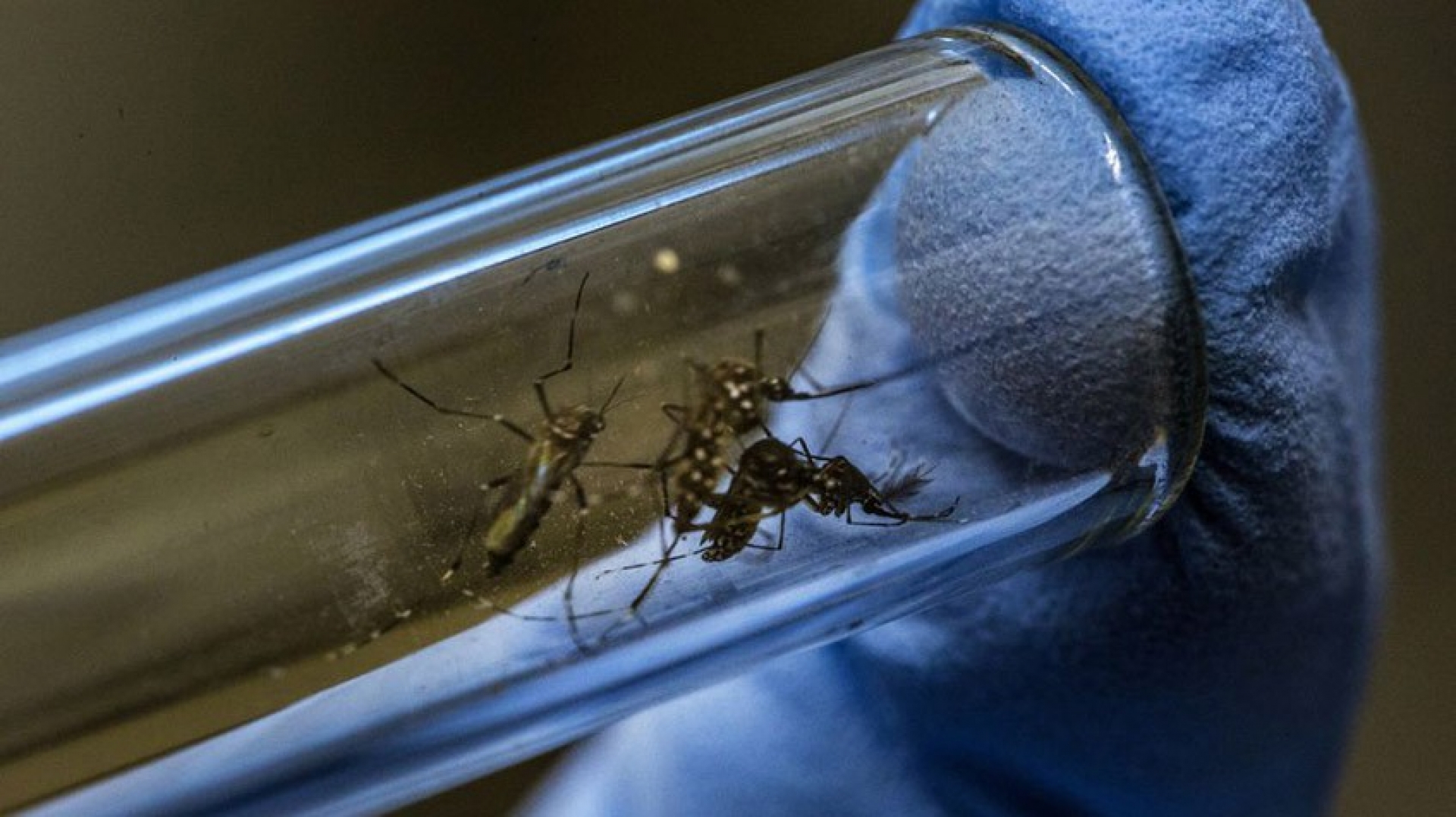 Detectan el primer caso de transmisión sexual de dengue en Europa