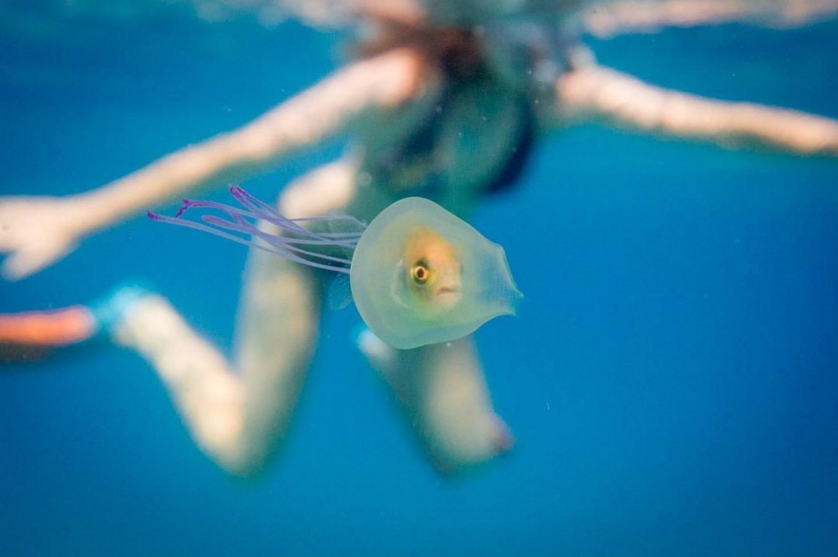 Pez dentro de una medusa se vuelve viral