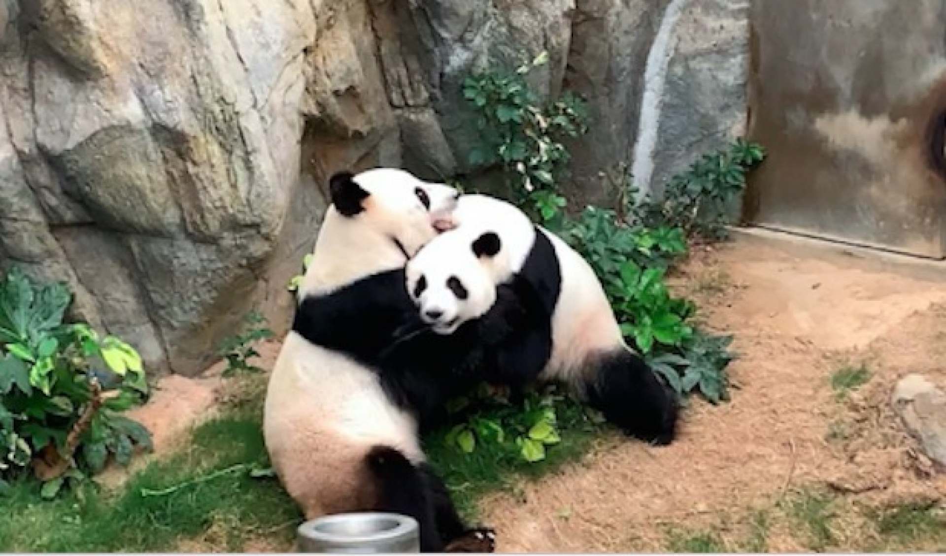 ¡Aprovechan la cuarentena! Pandas se aparean tras 10 años de indiferencia