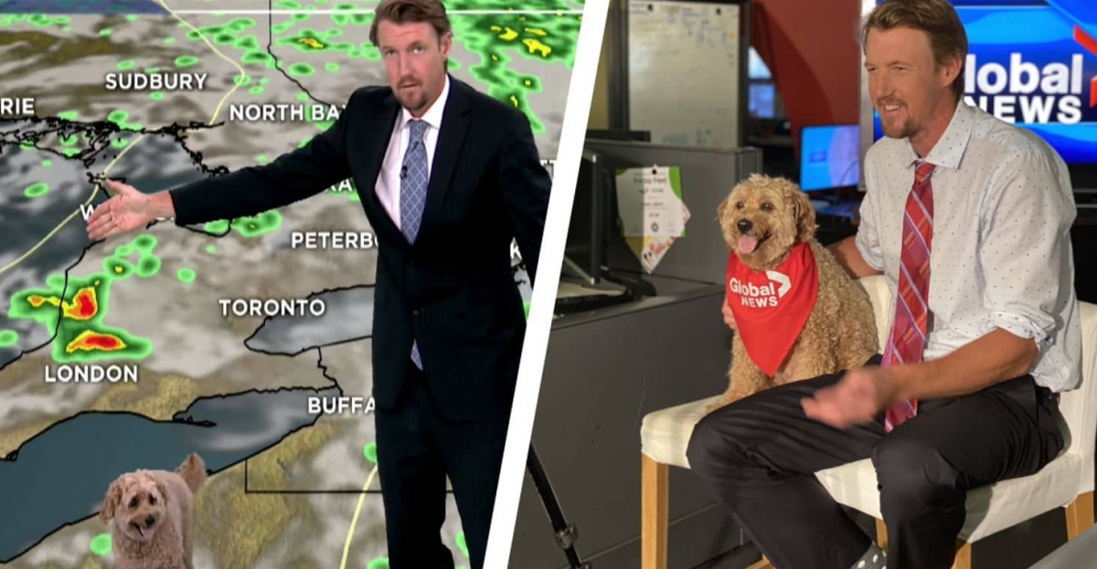 Perrito interrumpe reporte del clima en noticiero