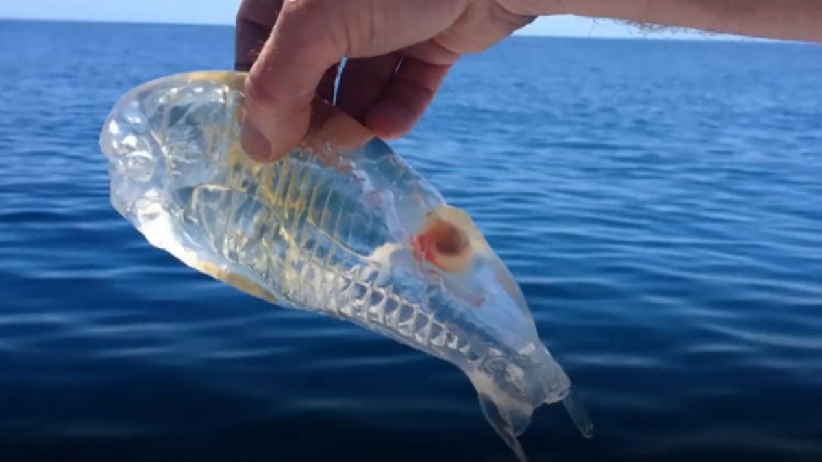 El extraño pez transparente que habita en nuestros océanos